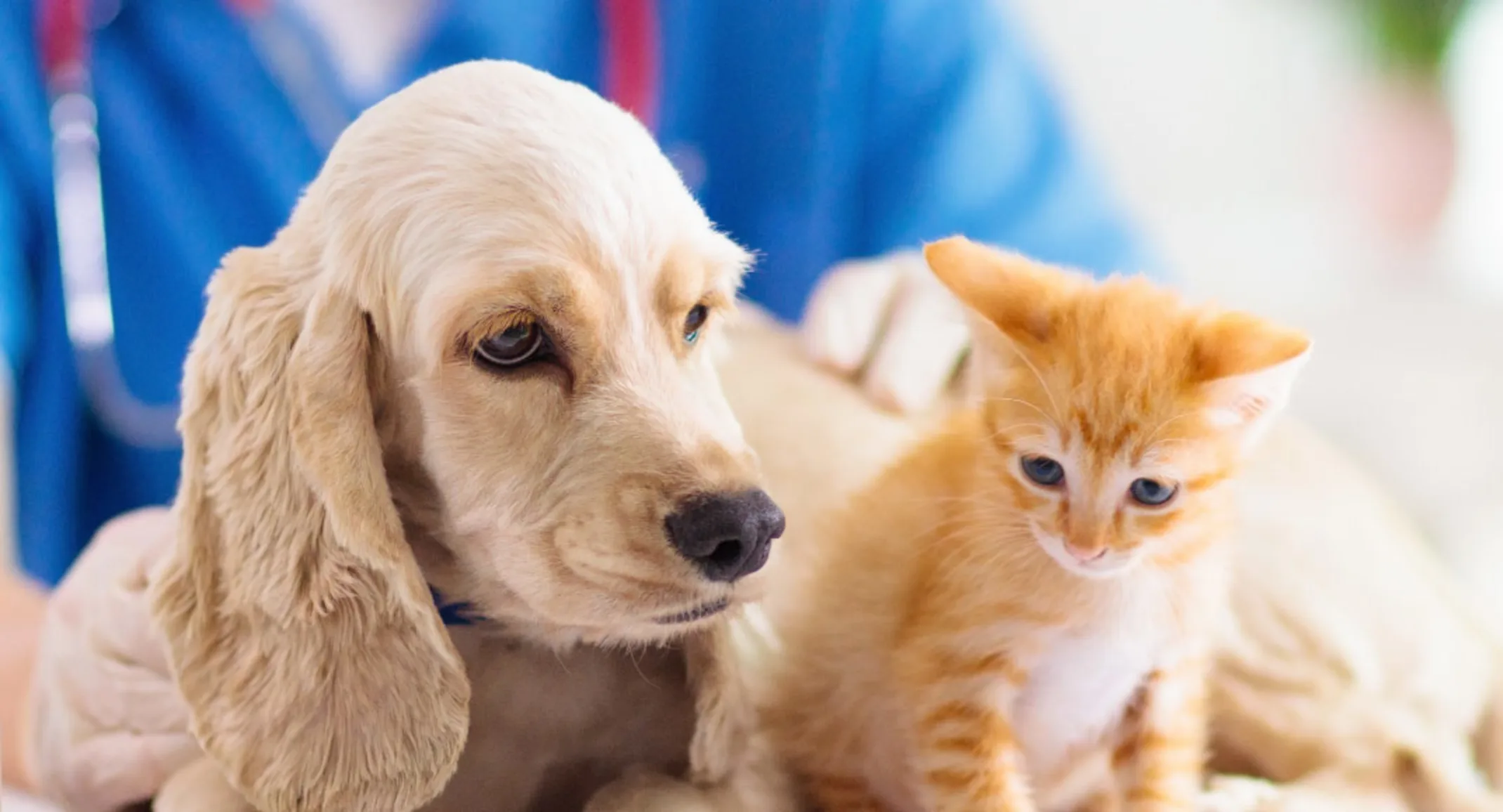 Puppy and kitten sitting on an exam table Puppy and kitten sitting on an exam table