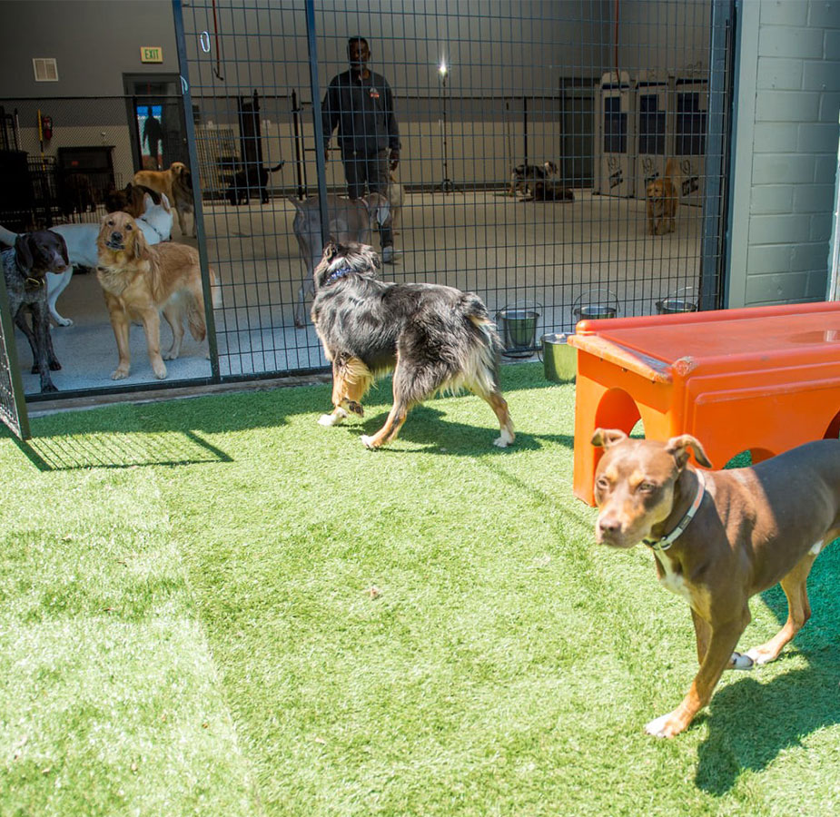 Staff outside with dogs