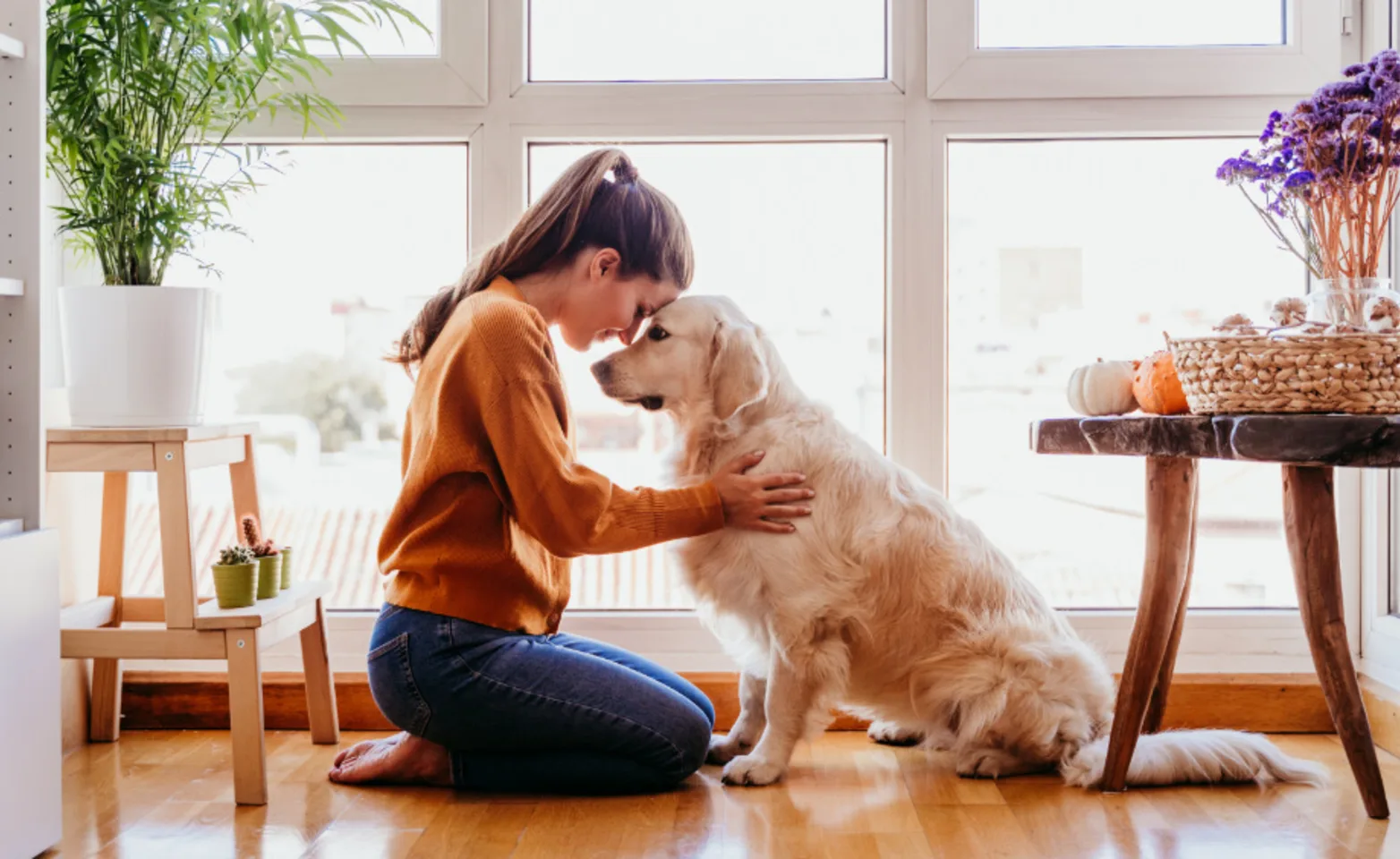 Woman Touching Foreheads with Dog at Home Woman Touching Foreheads with Dog at Home