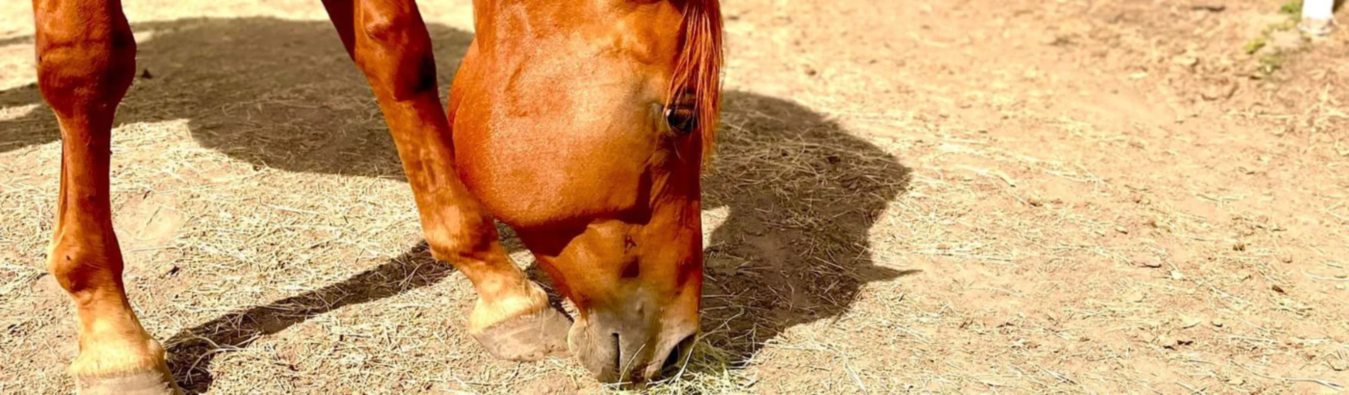 Tic-Tac grazing on some grass