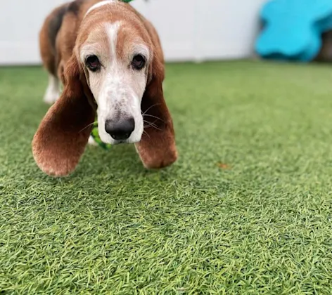 brown dog on grass