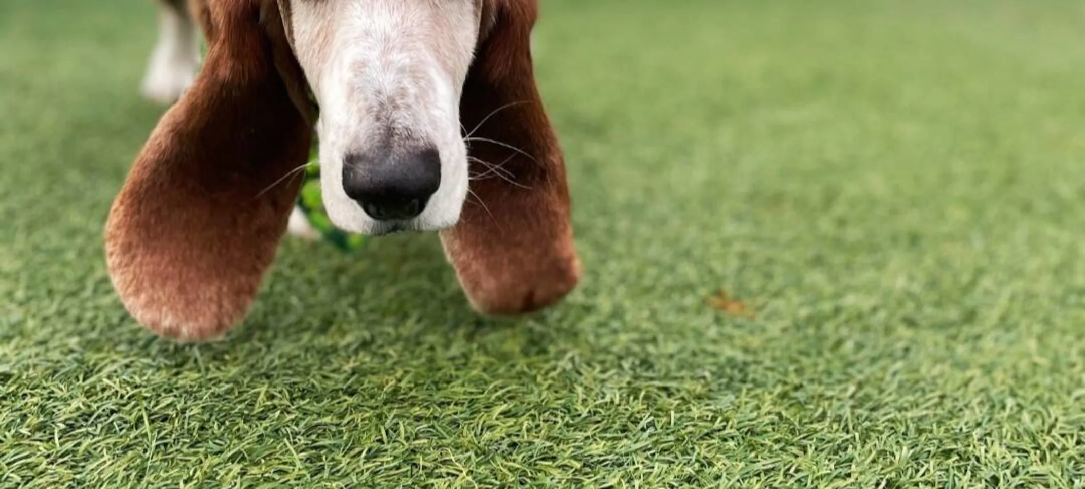 brown dog on grass brown dog on grass