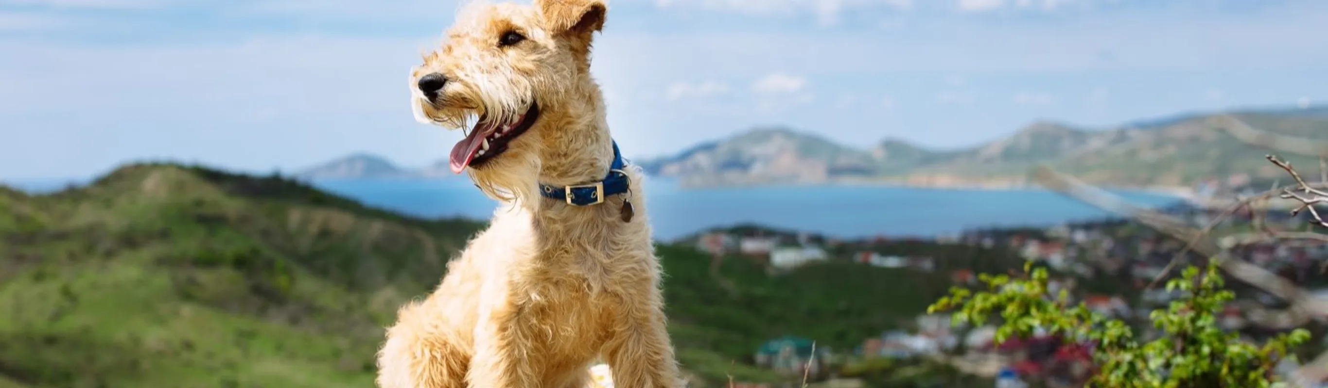 Collared white dog in front of ocean scenery Collared white dog in front of ocean scenery