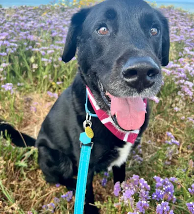 A black Lab/Pyrenees sitting in a flower field with a leash A black Lab/Pyrenees sitting in a flower field with a leash