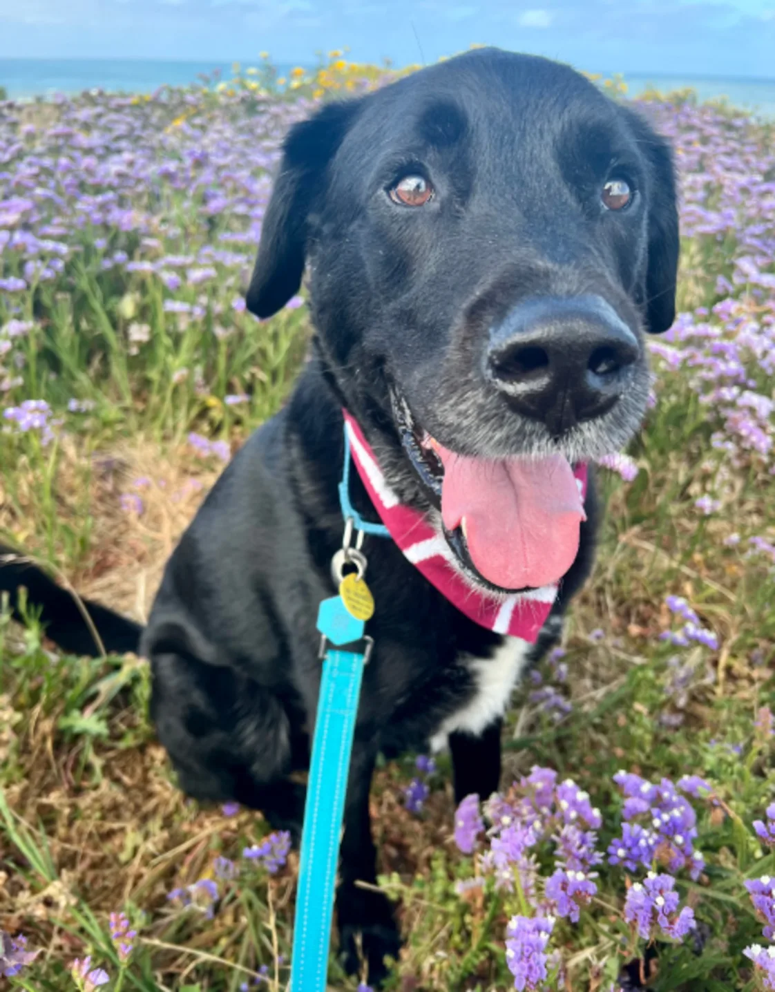 A black Lab/Pyrenees sitting in a flower field with a leash A black Lab/Pyrenees sitting in a flower field with a leash