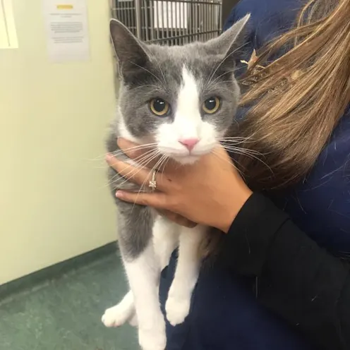 A grey kitten A grey kitten