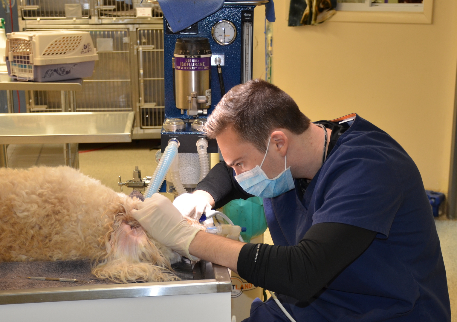 Dogs ears getting looked at