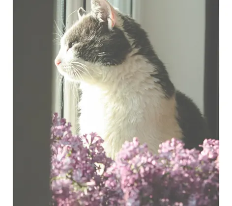 Cat Looking Out the Window Cat Looking Out the Window