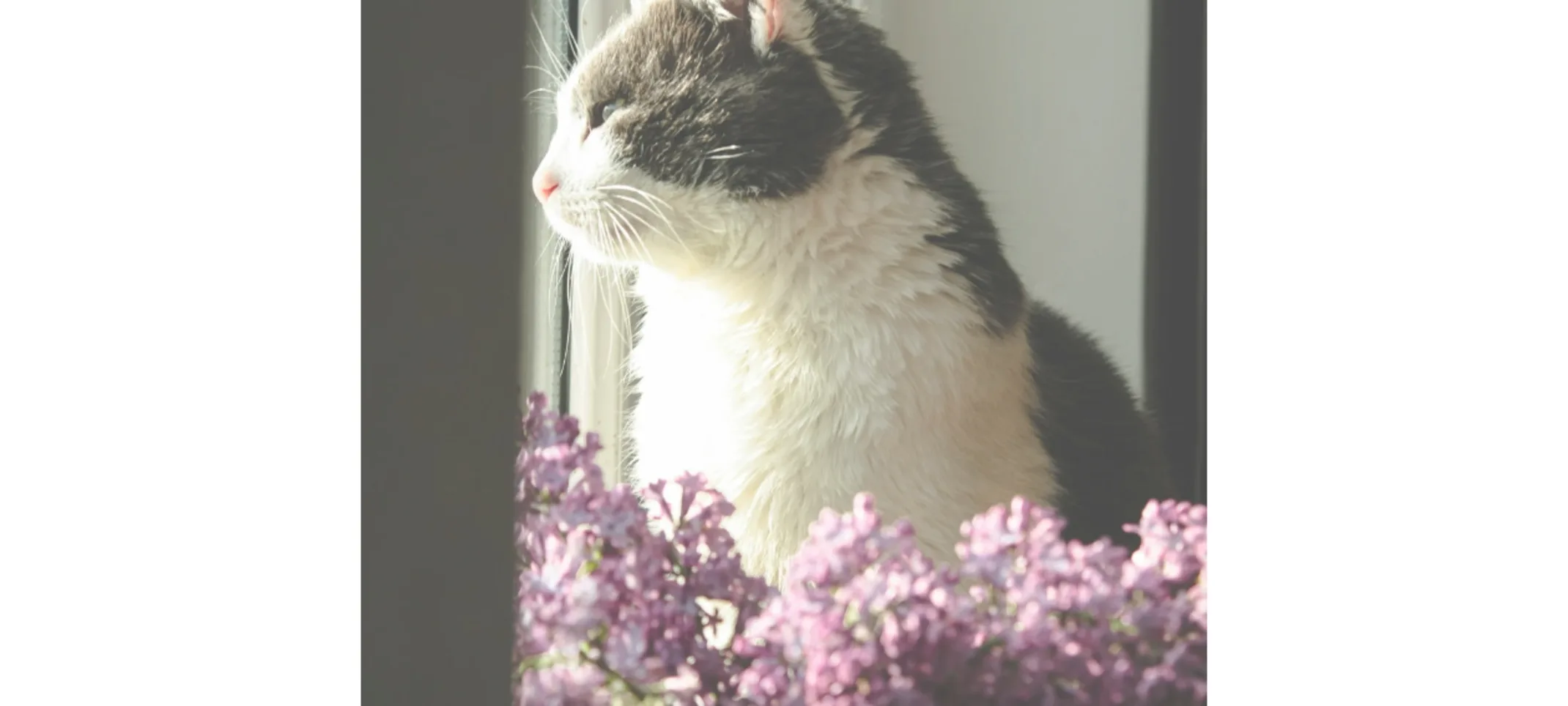 Cat Looking Out the Window Cat Looking Out the Window