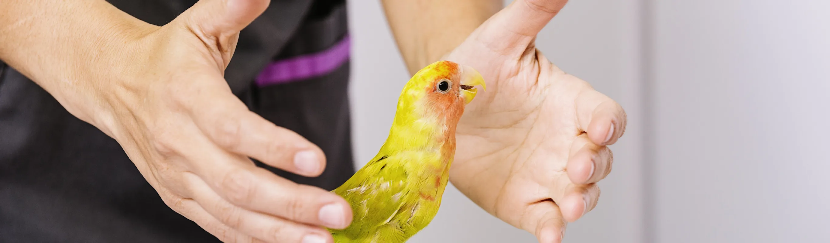 Lovebird being weighed on a scale by a staff member Lovebird being weighed on a scale by a staff member