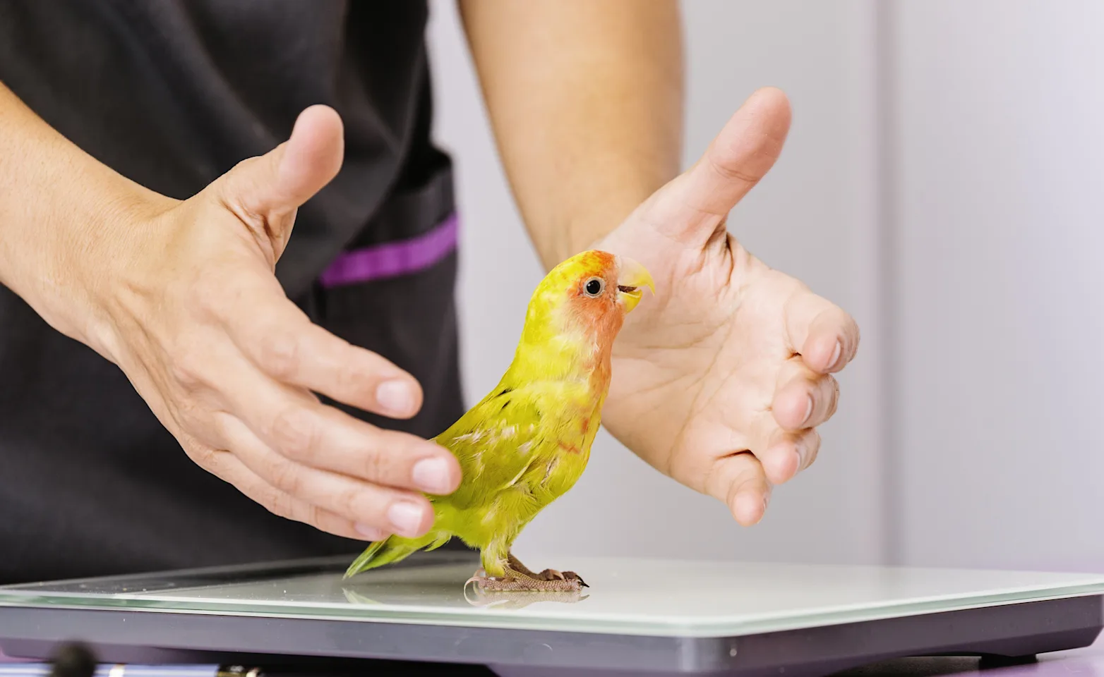 Lovebird being weighed on a scale by a staff member Lovebird being weighed on a scale by a staff member