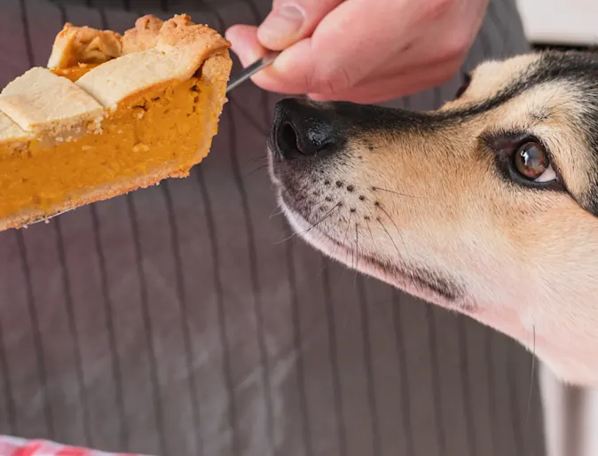 Dog looking at Thanksgiving food Dog looking at Thanksgiving food