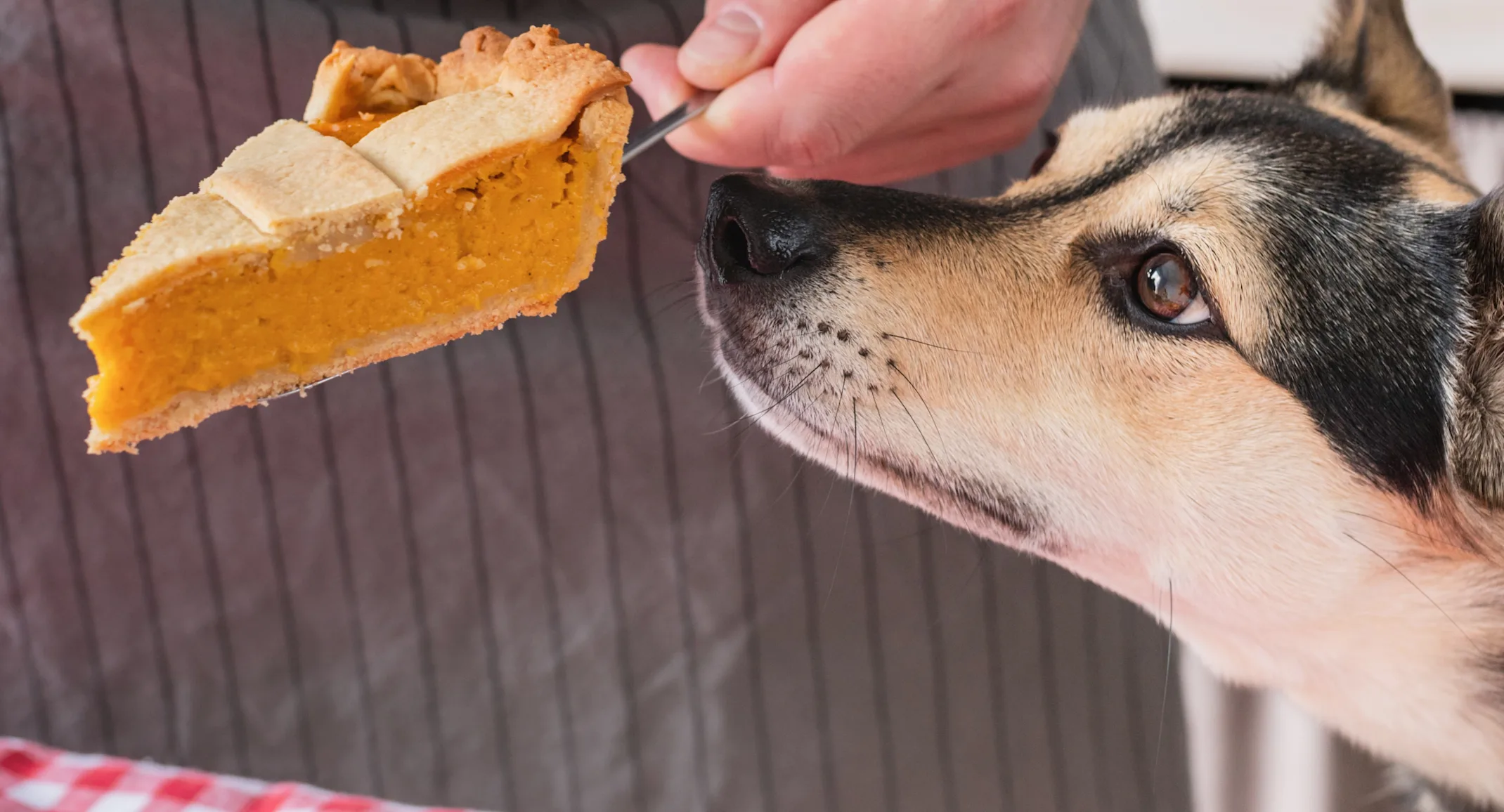Dog looking at Thanksgiving food Dog looking at Thanksgiving food