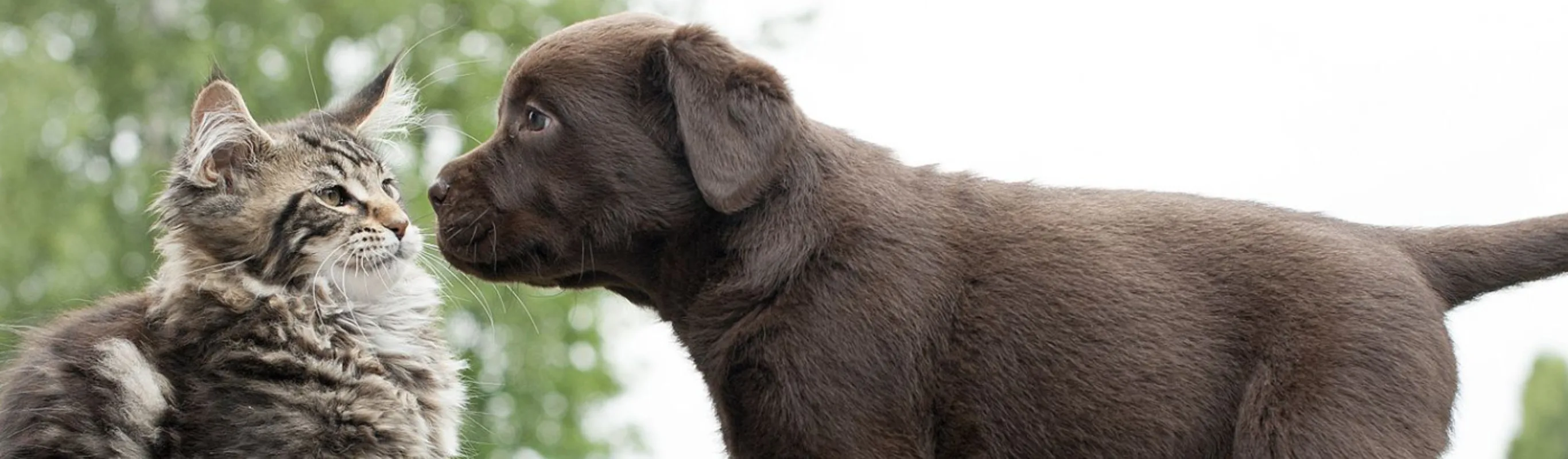 Brown Dog & Cat Facing Each Other Brown Dog & Cat Facing Each Other