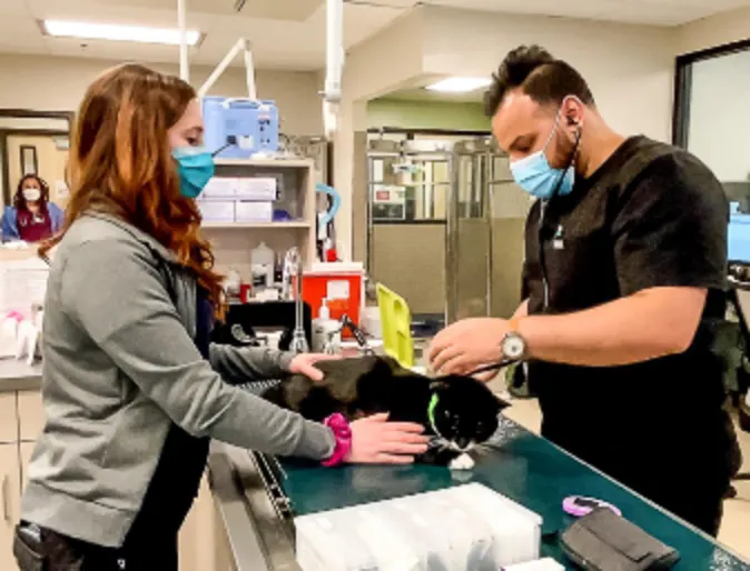 Two Veterinarians Providing Care for a Black Cat at SAGE Veterinary Center