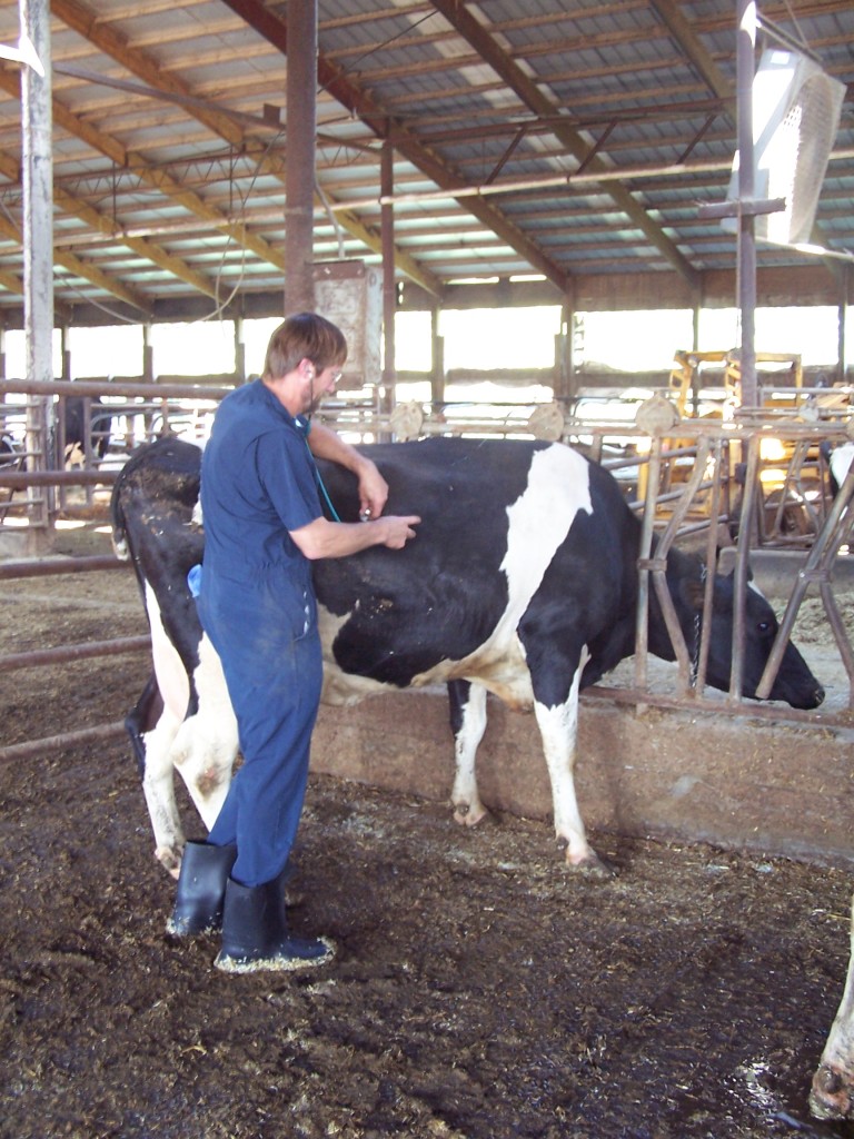 Doctor checking on cow