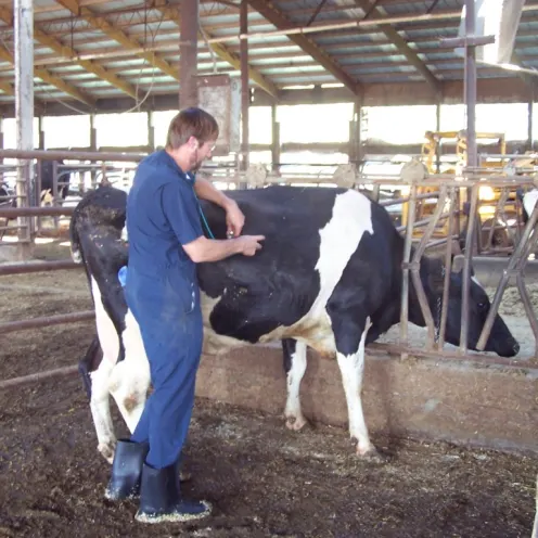 Doctor checking on cow