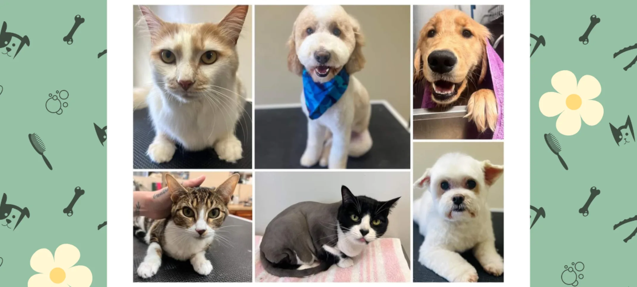Pets Groomed at Highway 92 Animal Hospital Pets Groomed at Highway 92 Animal Hospital