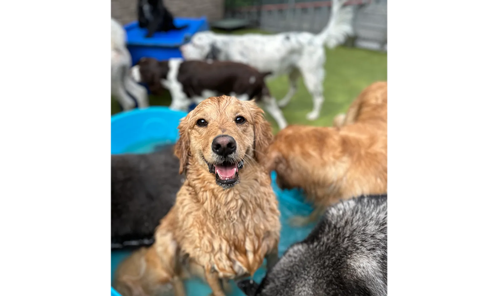 Dog in little pool Dog in little pool