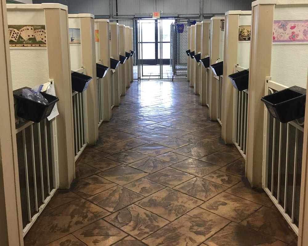 Indoor facility at University Pet Resort