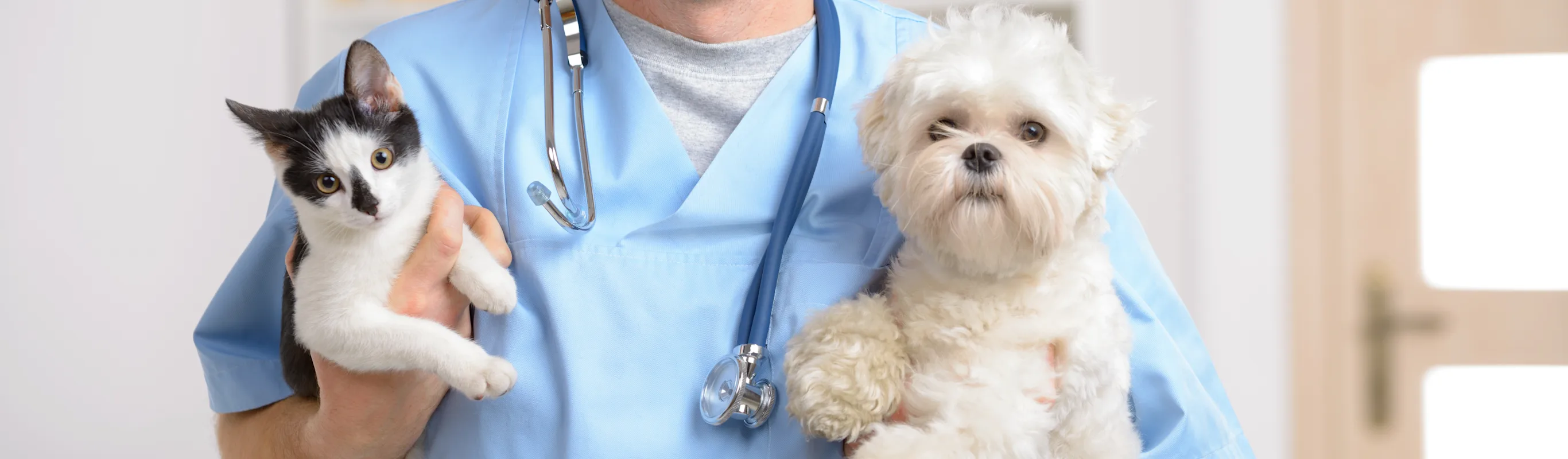 Male Veterinarian in blue scrubs is holding a black and white kitten in his right arm and a white schitzu on his left arm, smiling at the camera.