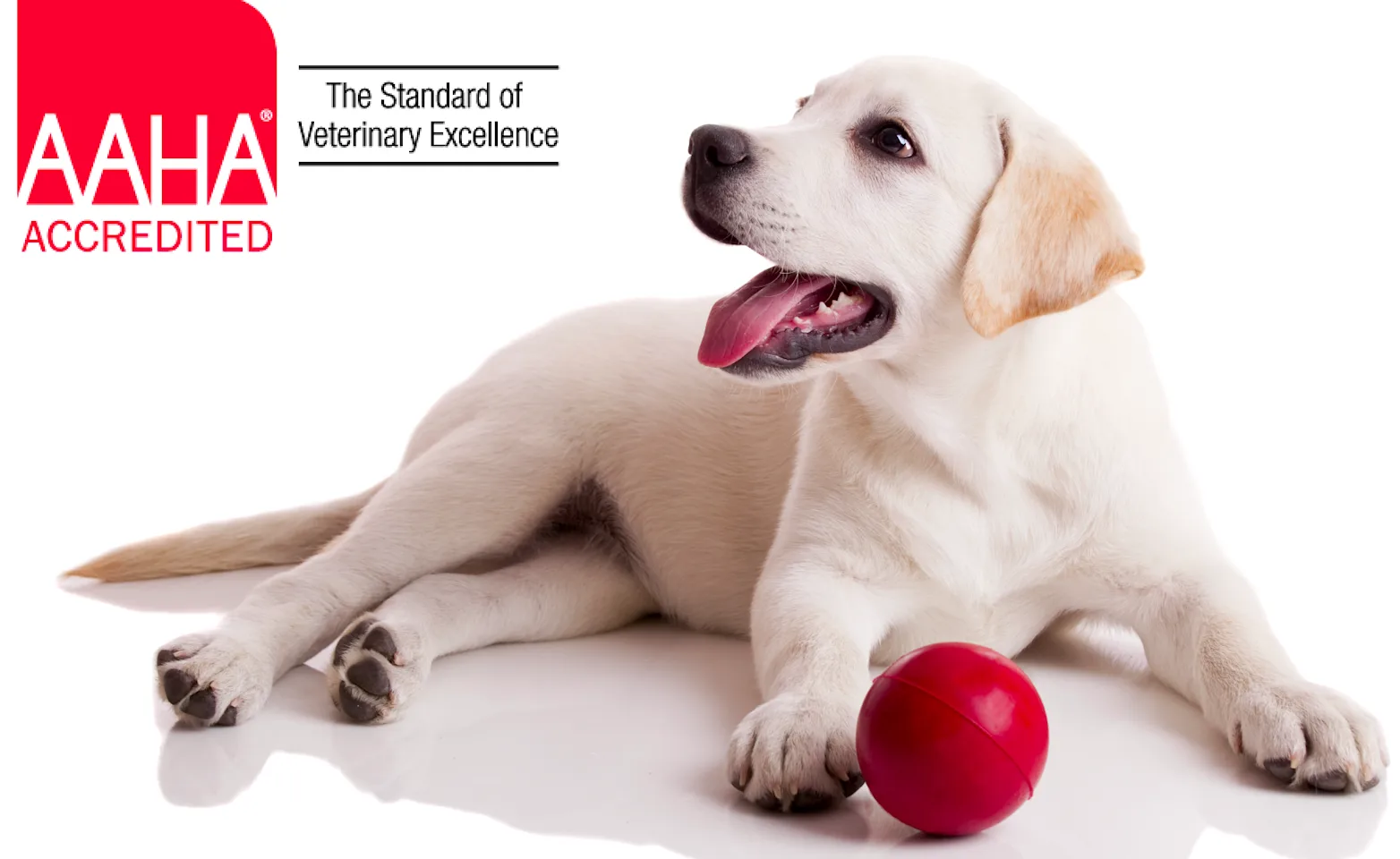 AAHA Accredited Dog with Ball AAHA Accredited Dog with Ball