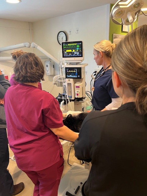 Surgery at Coventry Animal Hospital