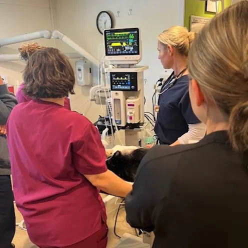 Surgery at Coventry Animal Hospital Surgery at Coventry Animal Hospital