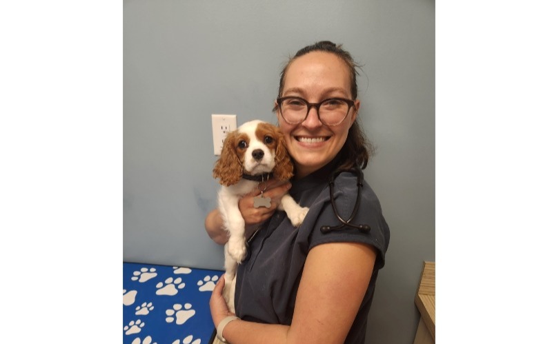 Vet holding brown and white puppy 
