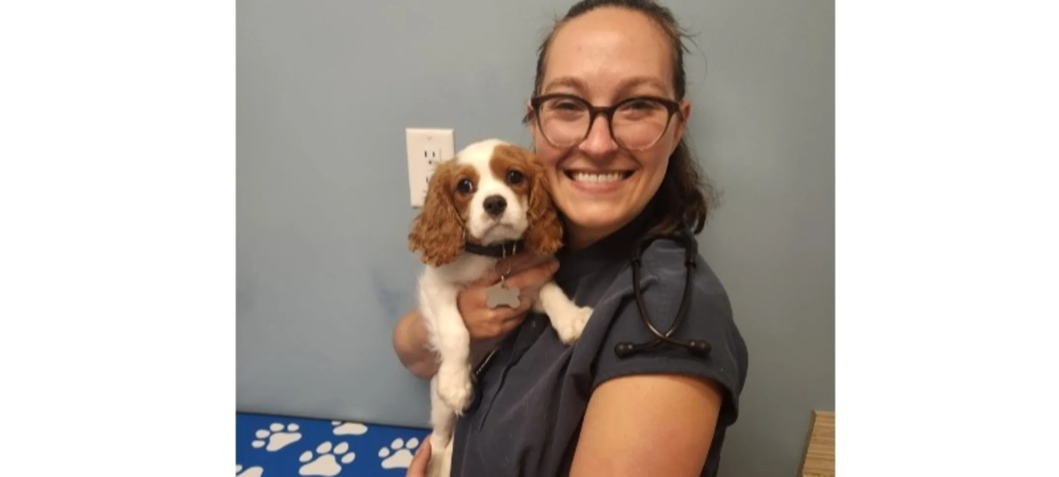 Vet holding brown and white puppy Vet holding brown and white puppy