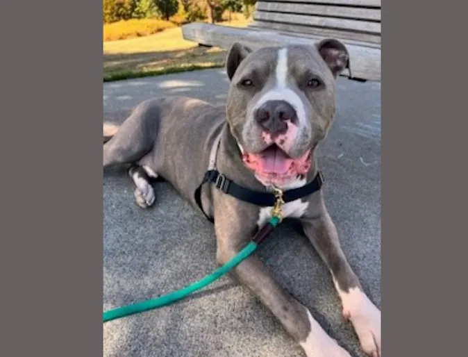 Brown dog named Fortis Brown dog named Fortis