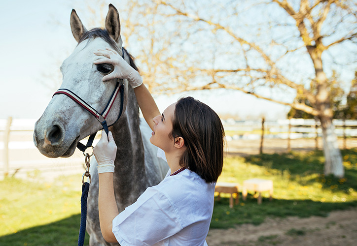 Vet checking horse's eye