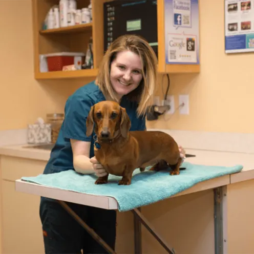 Dachshund being examined at Friendship Hospital for Animals by veterinary staff