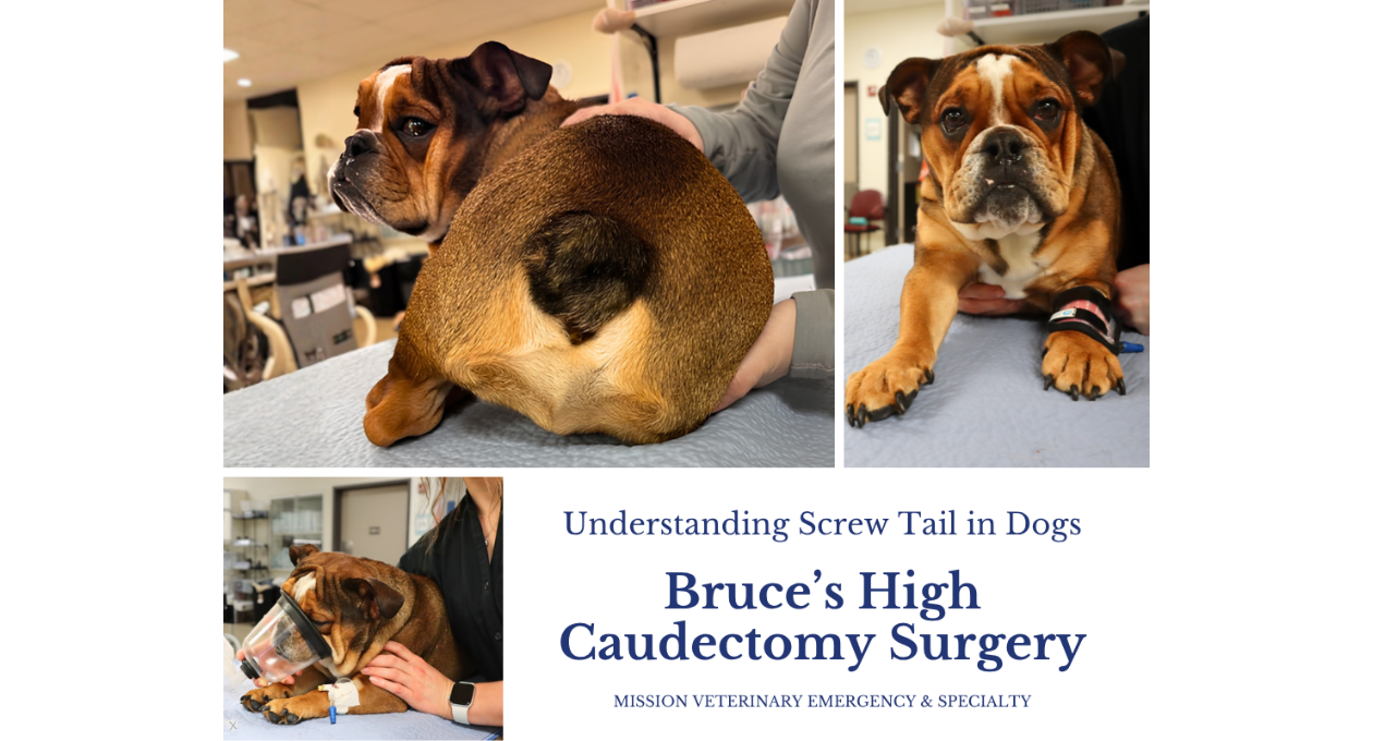 Understanding Screw Tail in Dogs: Bruce’s Journey Through High Caudectomy Surgery 