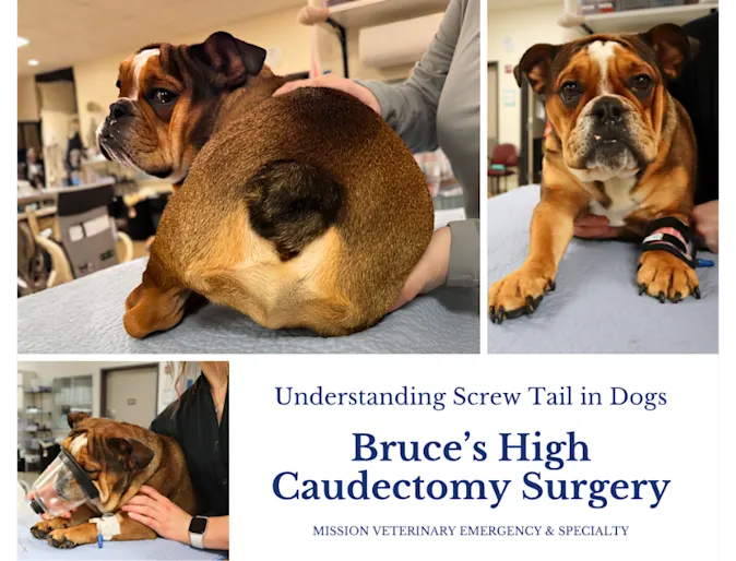 Understanding Screw Tail in Dogs: Bruce’s Journey Through High Caudectomy Surgery Understanding Screw Tail in Dogs: Bruce’s Journey Through High Caudectomy Surgery