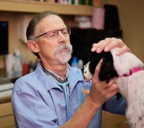 An employee helping a yellow lab An employee helping a yellow lab