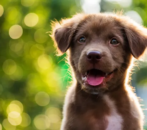 Happy, smiling brown puppy outdoors Happy, smiling brown puppy outdoors