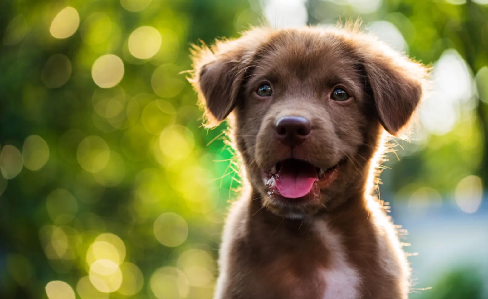 Happy, smiling brown puppy outdoors