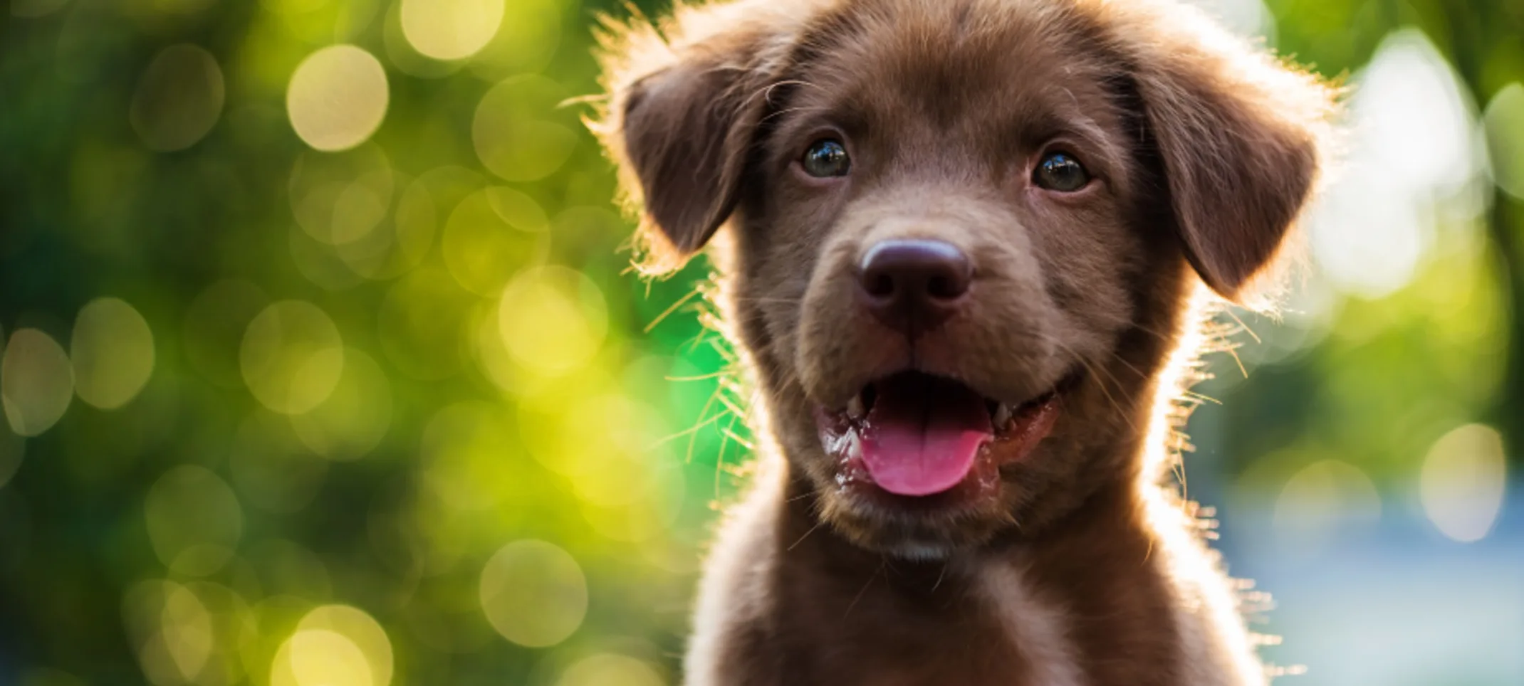 Happy, smiling brown puppy outdoors