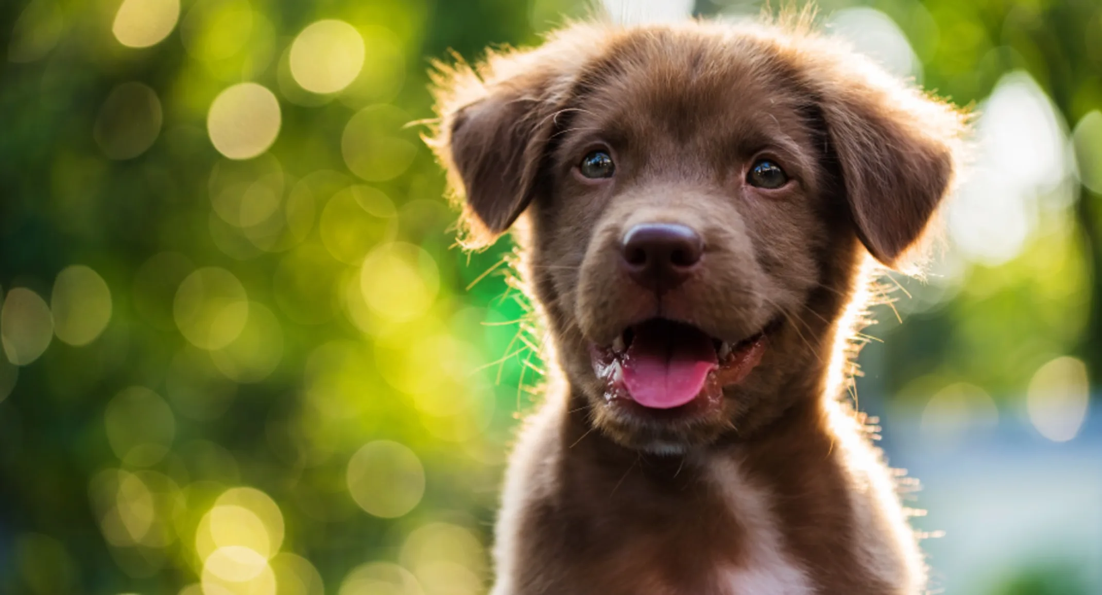 Happy, smiling brown puppy outdoors