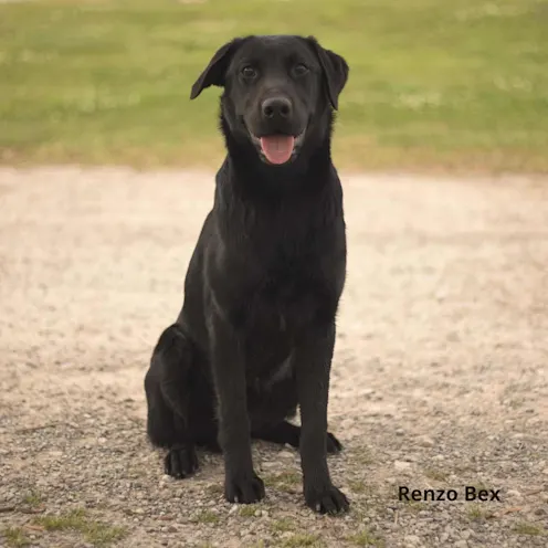 Smiling dog. Smiling dog.