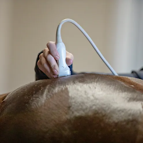 Digital Ultrasound 3 Digital Ultrasound 3