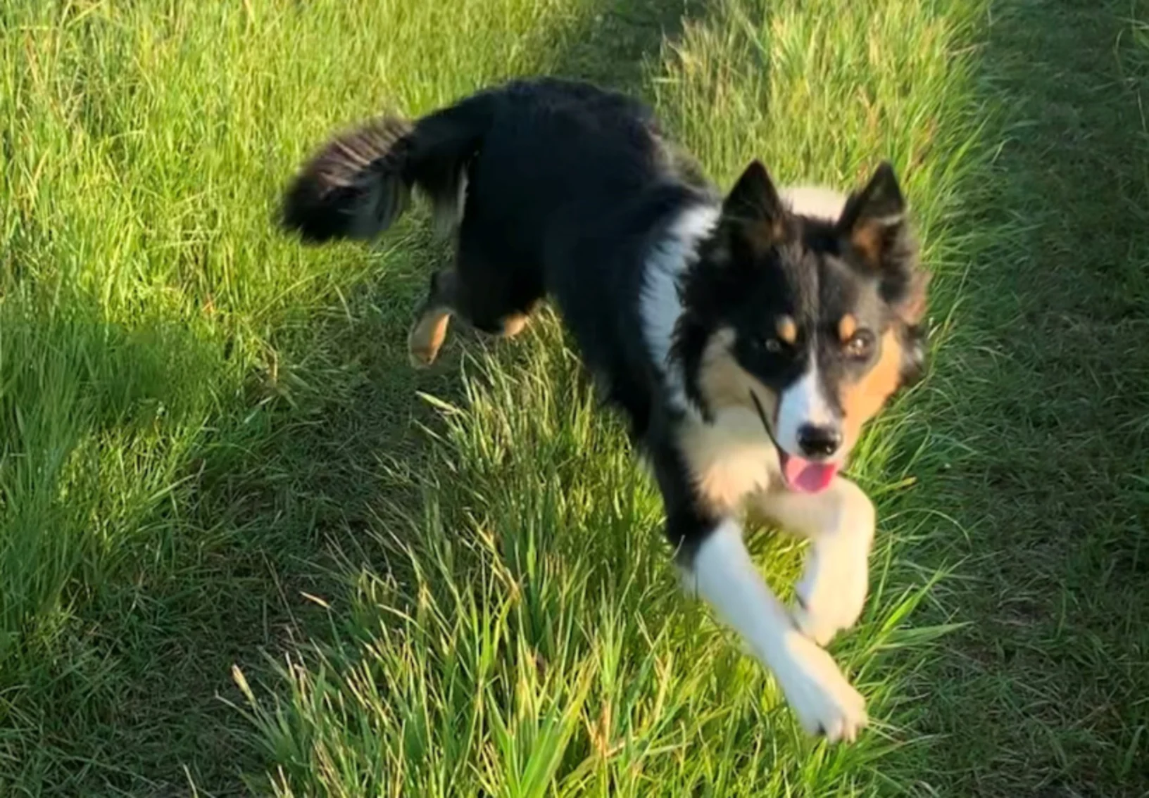 Dog Running Through the Grass Dog Running Through the Grass