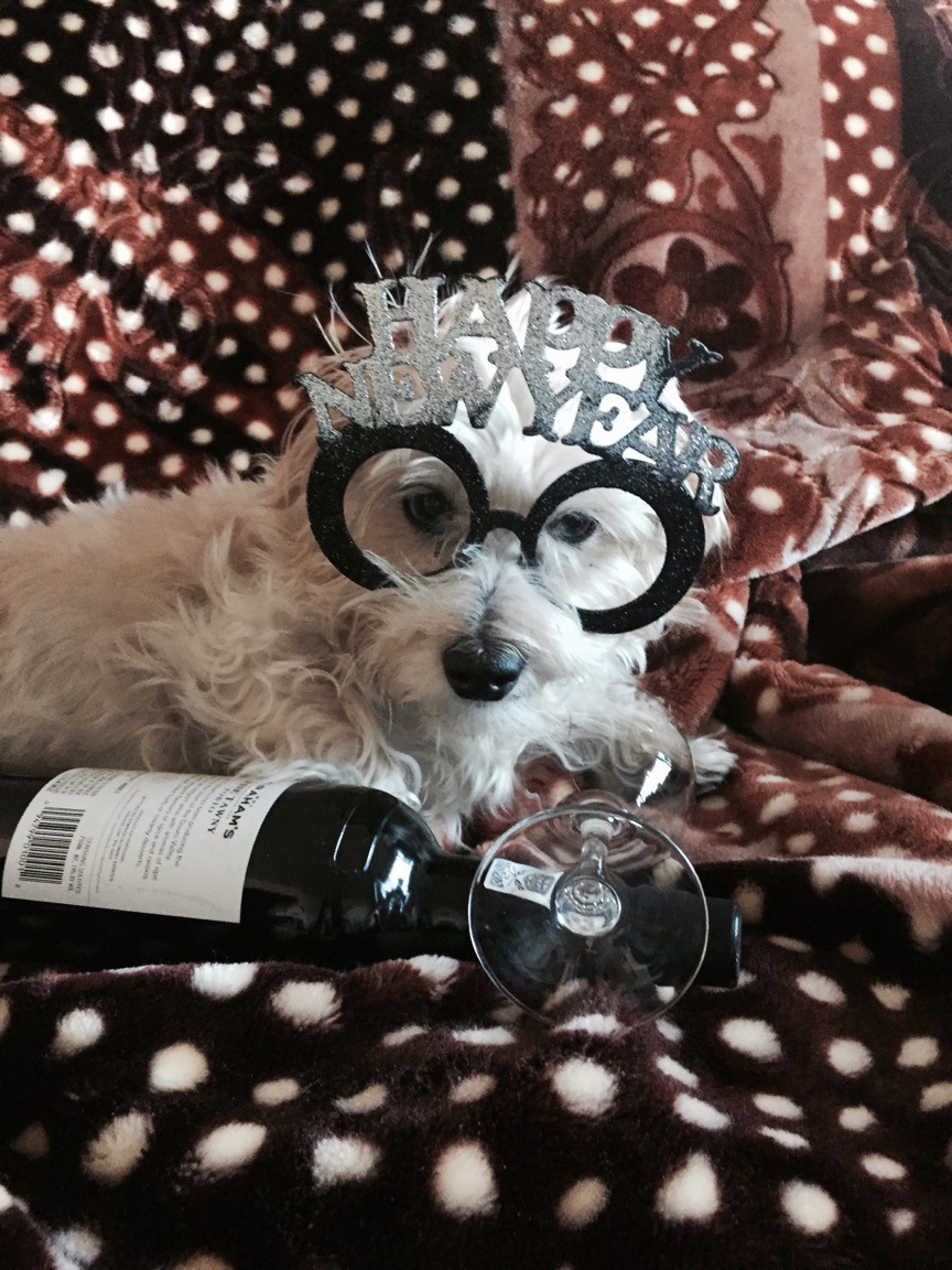  A dog wearing a Happy New Year glasses