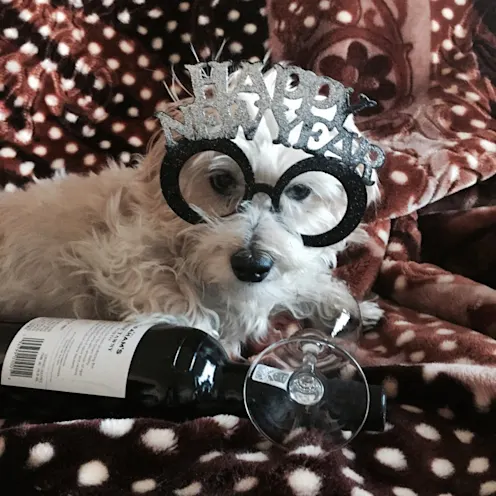A dog wearing a Happy New Year glasses A dog wearing a Happy New Year glasses