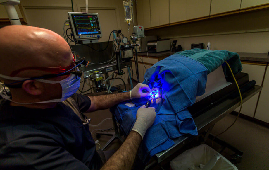 Veterinarian performing a bonded sealant procedure