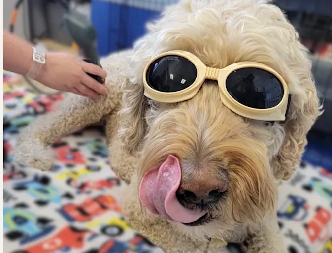 dog with laser goggles dog with laser goggles