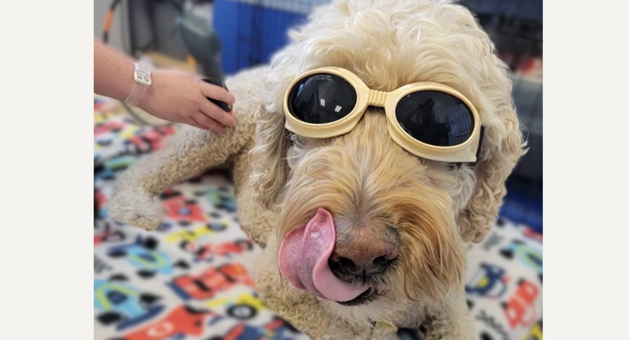 dog with laser goggles dog with laser goggles