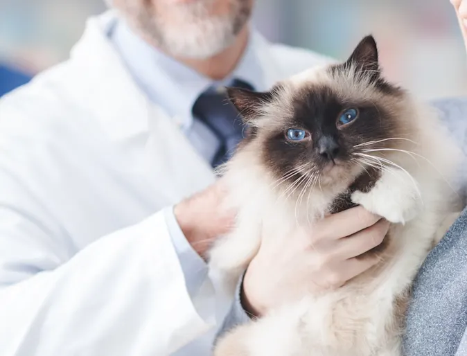 Woman and veterinarian holding a cat Woman and veterinarian holding a cat