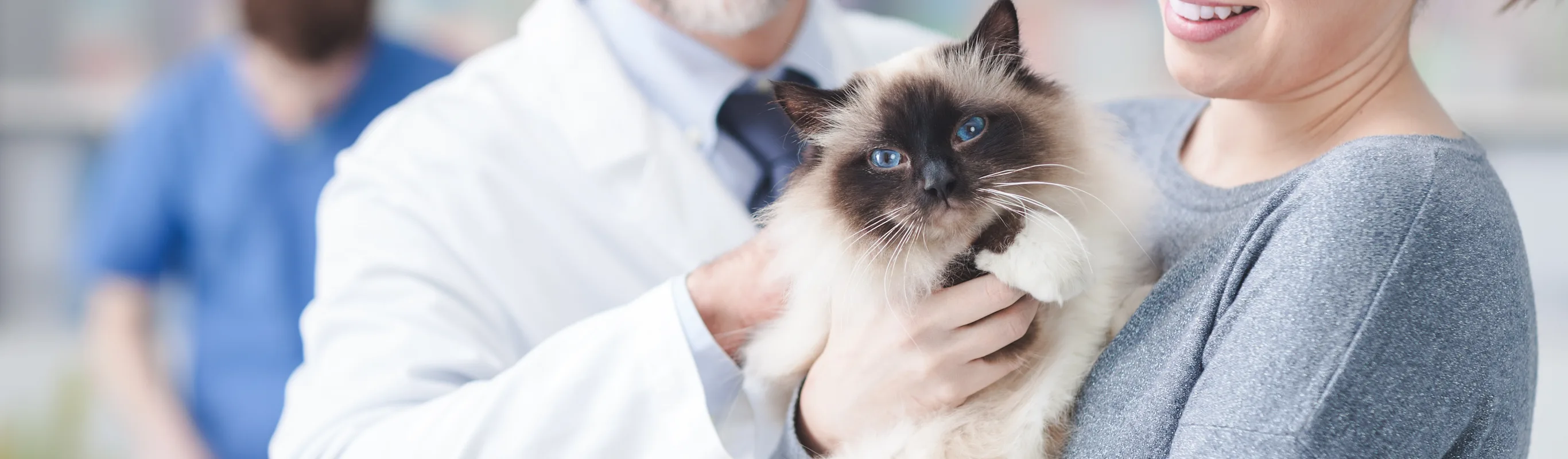 Woman and veterinarian holding a cat